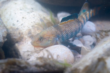 Rainbow darter on river bottom 