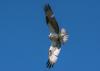 Wall Mural - Osprey in flight over the Shadow Creek Ranch Nature Trail in Pearland, Texas