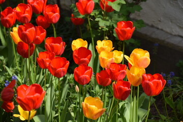 Wall Mural - yellow and red blooming Tulips