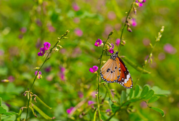 tropical butterfly perched on leaves in the forest