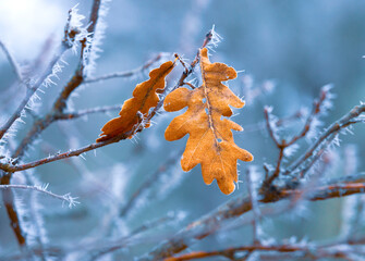 Wall Mural - frozen oak twig