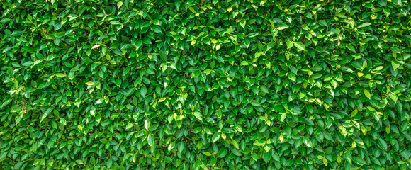 Wall Mural - green leaves background texture in nature