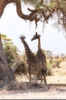 Giraffes take shelter under the shade of a large tree in Amboseli National Park Kenya