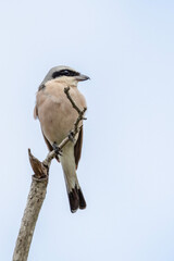 Wall Mural - Red-backed Shrike in Kruger National Park