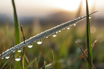 Sticker - close-up of dewdrop on a blade of grass, with misty sunrise in the background, created with generative ai