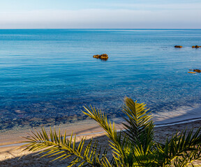 Canary island date palm, Phoenix canariensis against the background of the sea coast