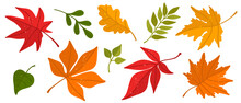 Colorful Autumn Leaves.Vector Graphics.