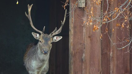 Poster - fallow deer (dama dama) male on outdoor