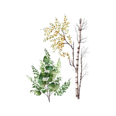 Wall Mural - Watercolor birch trees Russia tree Design element for wallpapers, web site background Vector illustration.