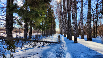 Wall Mural - Winter landscape with tree in sunny day. Sun and shadows in spring day