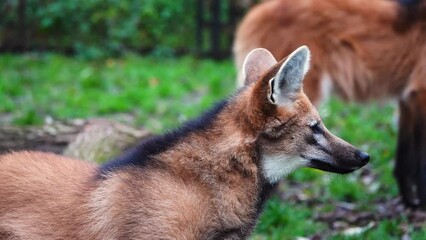 Wall Mural - close up of maned wolf (chrysocyon brachyurus)  in natural habitat. slow motion