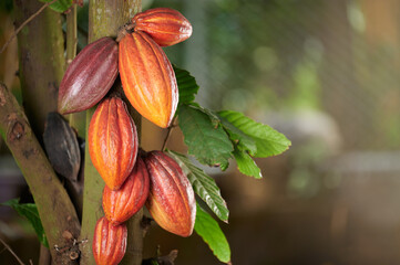 Wall Mural - Cacao crop pod  close up view