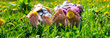 © yanadjan - Child feet on the grass in the spring dandelions garden. Selective focus.