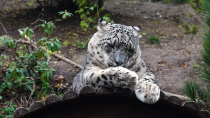 Wall Mural - snow leopard (panthera uncia) close-up resting in natural habitat