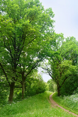 Poster - footpath and trees with bright green foliage in forest or park, abstract natural background. Beautiful atmosphere harmony landscape. spring, summer season. Ecology, organic, save earth concept.