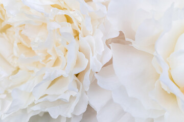 Wall Mural - beautiful aromatic fresh blossoming tender pink peonies texture, close up view. romantic background