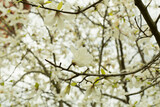 Fototapeta  - Beautiful blooming magnolia tree in park