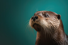 Otter Portrait On The Teal Background
