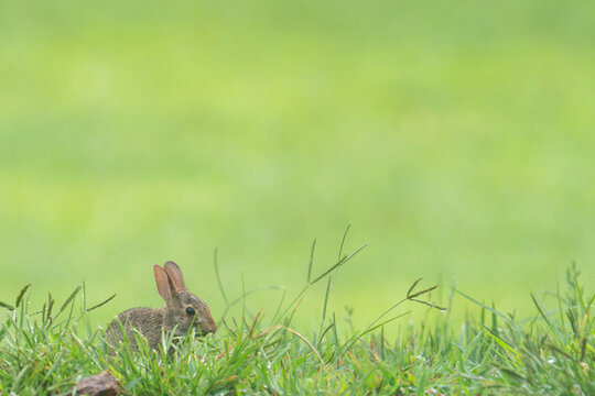 tiny baby rabbit hops along like a little cutie pie in the grass, with green field and room fro graphics