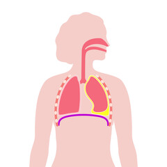 Sticker - Chylothorax anatomical poster