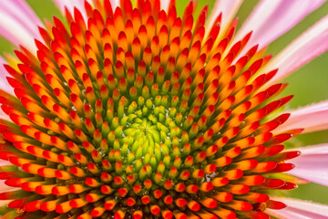 Wall Mural - Echinacea flower close-up on a summer day. concept of medicinal plants. Macro photo of the middle of the flower.