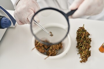 Wall Mural - Young latin man scientist looking cannabis herb with loupe at laboratory