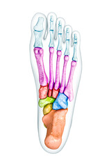 Wall Mural - foot bones inferior or plantar view labeled with colors with body 3d rendering illustration isolated