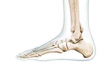Wall Mural - foot bones lateral view with body contours 3d rendering illustration isolated on white with copy spa