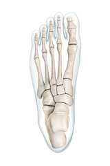 Wall Mural - foot bones superior or top view with body contours 3d rendering illustration isolated on white with 