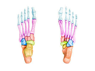 Wall Mural - foot bones inferior and superior view labeled with colors 3d rendering illustration isolated on whit