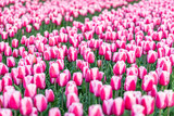 Fototapeta Tulipany - Red and white tulips in a Dutch field.