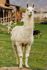 White Male Llama