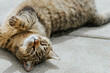 © Brad Simmons - Cat Lounging 1