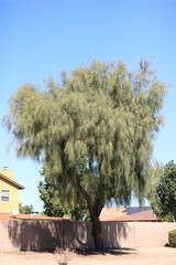 Acacia stenophylla or Shoestring Acacia tree in Phoenix, AZ