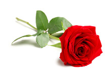 Beautiful Red Rose On White Background