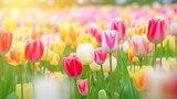 Fototapeta Tulipany - 色鮮やかに咲くチューリップの花の群生Generative AI