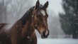 A horse in the cold winter snow