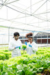 © Nuttapong punna - Researcher working and researching in hydro and hydroponic farm,  laboratory greenhouse concept..Researcher working and researching in hydro and hydroponic farm,  laboratory greenhouse .