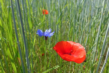 Poster - Kornblumen und Klatschmohn