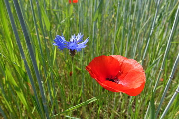 Sticker - Kornblumen und Klatschmohn