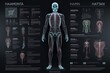 infographic illustration of a human skeleton anatomy generative ai 