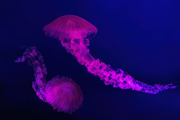 Wall Mural - South American sea nettle jelly fish swim underwater aquarium pool with pink neon light