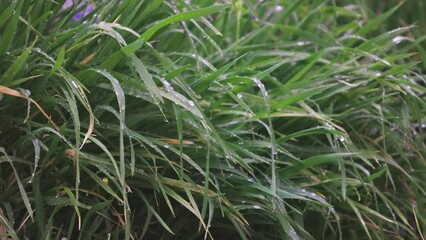 Wall Mural - A spring rain falls gently on blades of long green grass that bow down under the weight of the water. The sound of the rain quietly pattering creates a peaceful mood.  