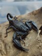 Leinwandbild Motiv big black scorpion on a stone