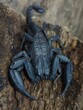 Leinwandbild Motiv big black scorpion on wood