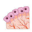 Cell of human organism. Skin system. Layer of epidermis. Cartoon flat illustration. Biology and Microbiology. Scientific material for education