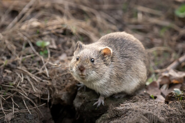 Wall Mural - Cute pest field mouse or vole is hiding in grass near pile of old logs with lichen.