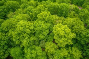 Poster - an aerial view of a dense and vibrant forest with trees stretching towards the sky. Generative AI