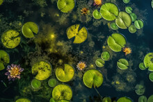 Top View Of Water Lillies On A Lake, Created With Generative AI Technology