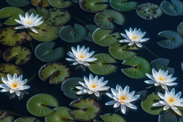 Poster - Top view of water Lillies on a lake, created with Generative AI technology